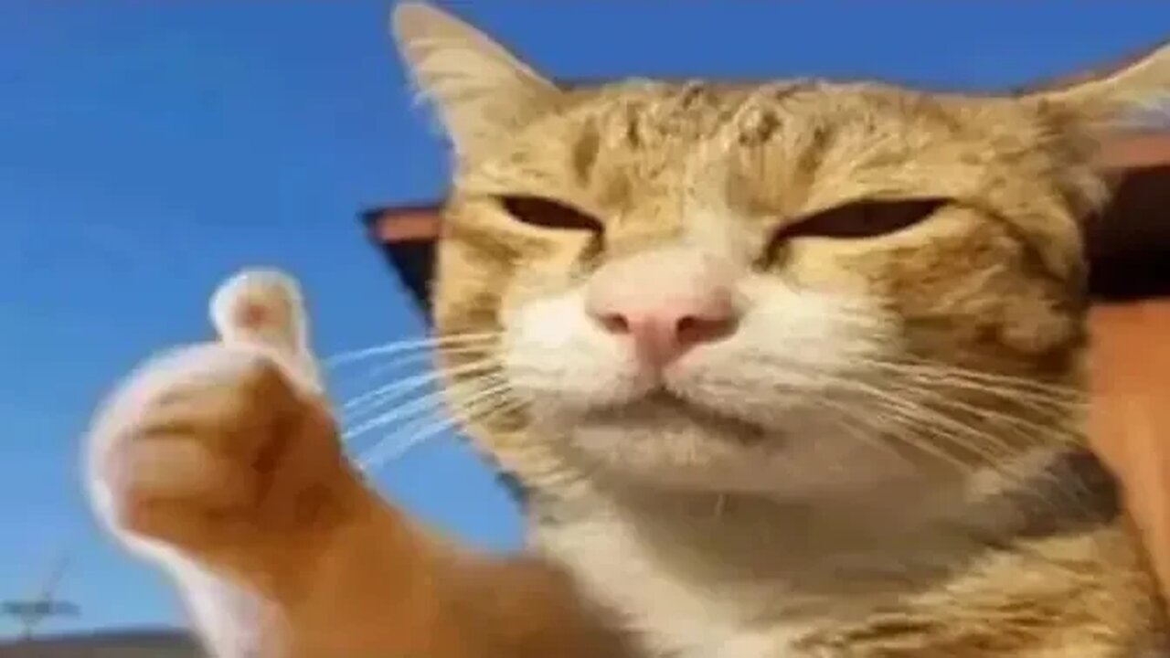 Funniest Animals 2023 π Funny Cats and Dogs Videos πΊπΆ