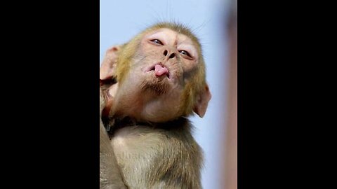 Funny monkey craziness 😜