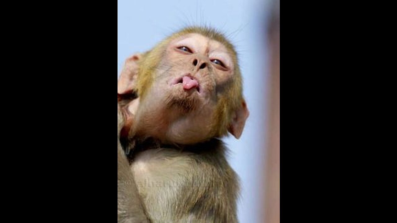 Funny monkey craziness 😜