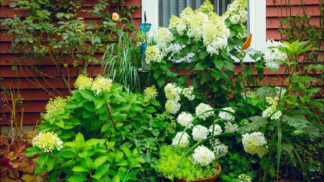 Hydrangea Walk // What Panicles are Blooming Right Now // Garden Obsessions