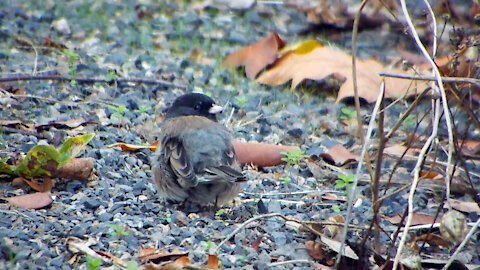 Dark-eyed Junco