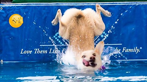 Funny animals - Funny cats _ dogs - Funny animal videos
