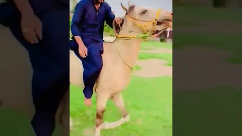 😎🐎 #shortsviral #vlogger #youtubeshorts #gaming #entertainment