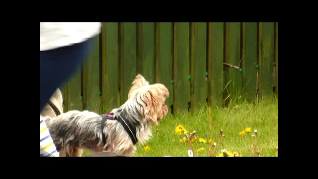 Lovely Yorkshire Terrier