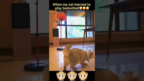 Cat Play ball #shorts #reels #funny