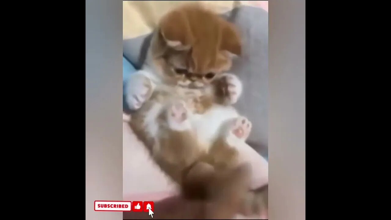 cute cat videos 😹 funny videos 😂1624