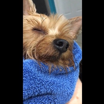 Owner sings dog to sleep after bath time