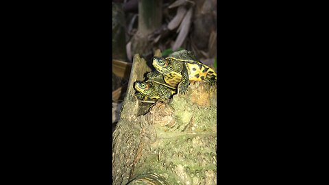 I FOUND TWO BABY TURTLE IN FOREST 😱😱