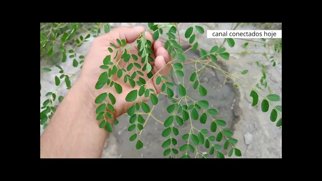 Como evitar eliminar Formigas nas plantas - Formigas nas suas frutíferas Nunca mais anti formigas