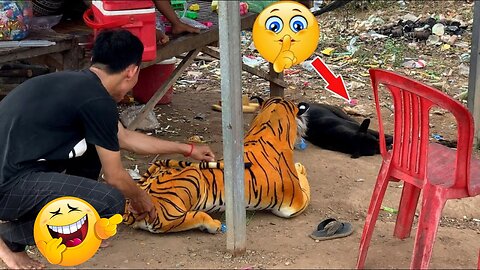 Tiger Prank Monkey