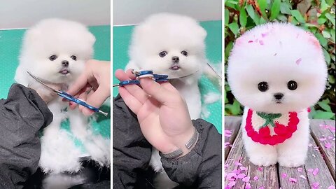 Cute puppies and their innocent reactions