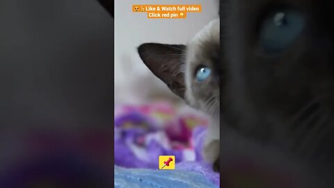 cute cat videos 😹funny videos 😂1340😻#shorts #catvideos #funnycatsvideos #cat #funny_cat #cutekitty