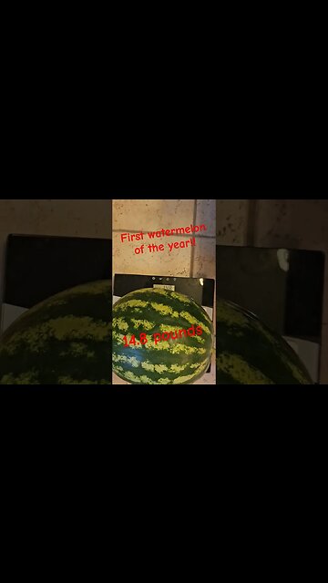 First watermelon 14.8lbs #shortsvideo #organic #socialmedia #tips #watermelon @TalkwithSally
