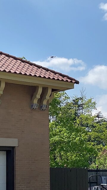 🚁Helicopters=Miltary🚁🎖️🪖Look Up⬆️