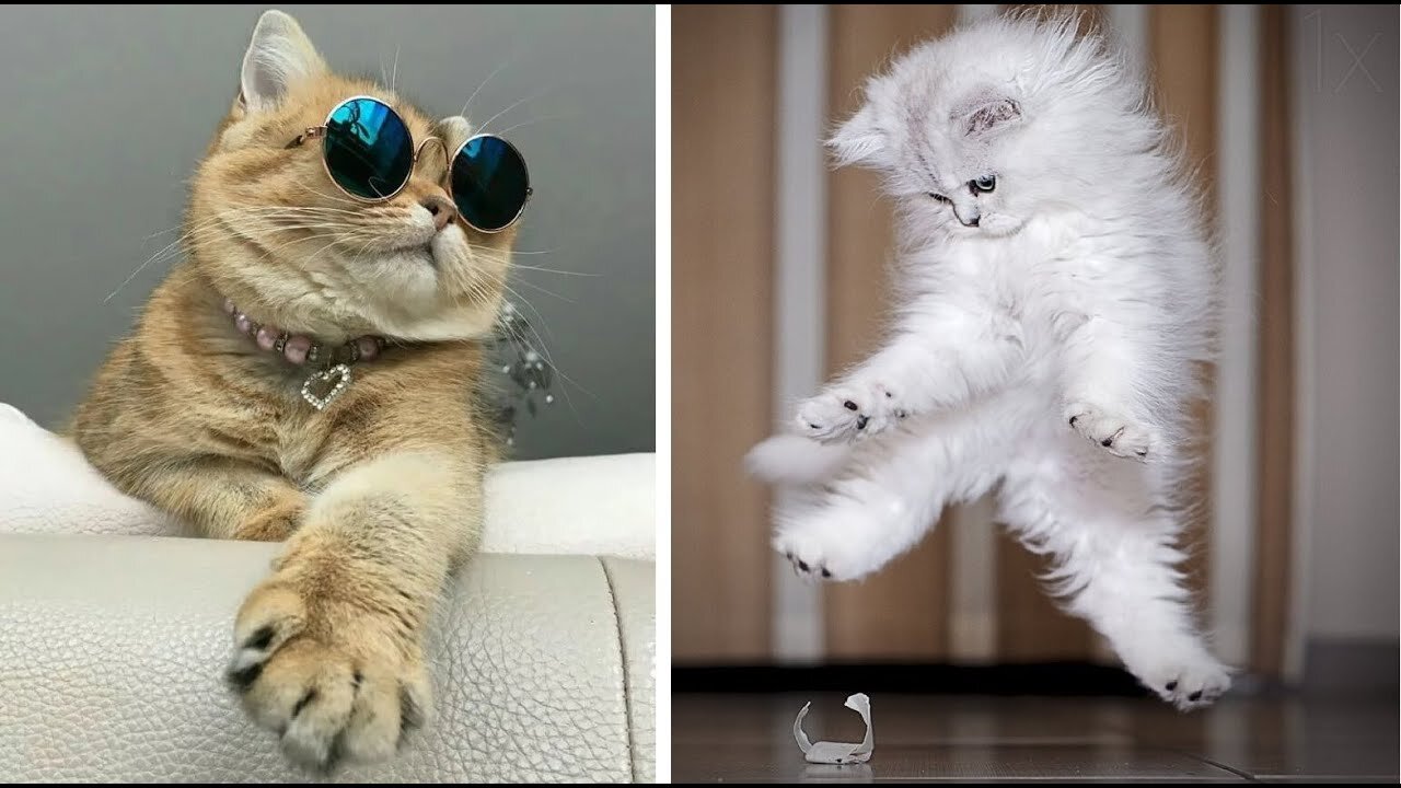 Cats - Cute and Funny Cat