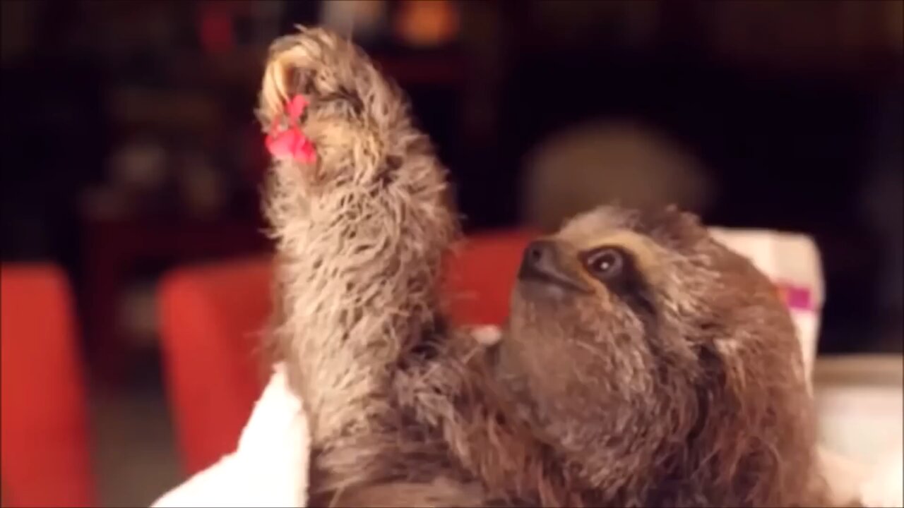 baby sloths animal funny moments