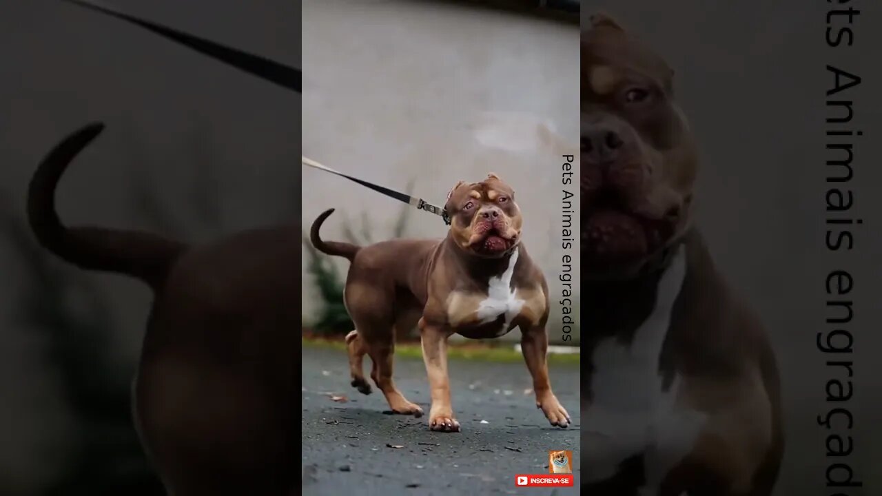 Pitbull cão de raça #shorts