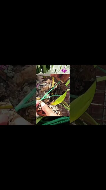 Spirograph Anyone? Minimal Effort, Maximum Effect Mounting Miniature Orchid #ninjaorchids #shorts