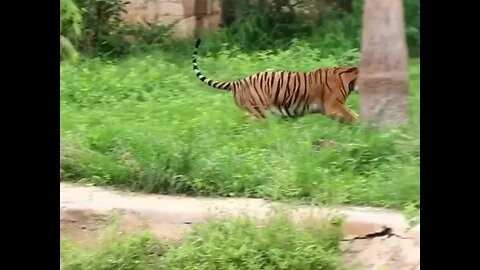 Ja’Malle the tiger has next level zoomies! 🐅💨💨