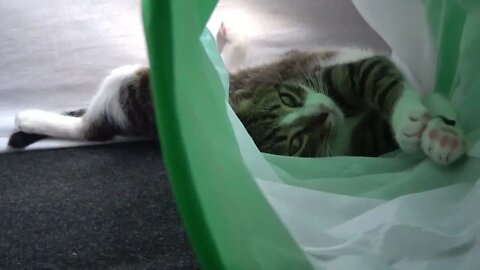 Sweet Kitten Stretches in Cat Tunnel