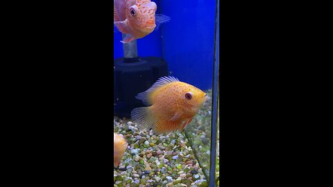 Cichlid Fish Move It Lips While Swimming #subscribe #shorts #viral #trending #cichlid #fish