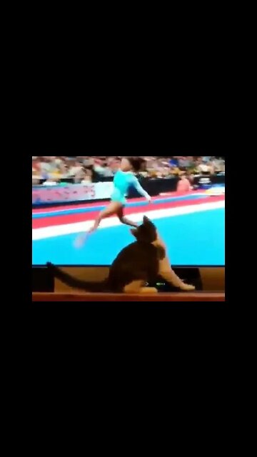 Cat Trying to learn gymnastics