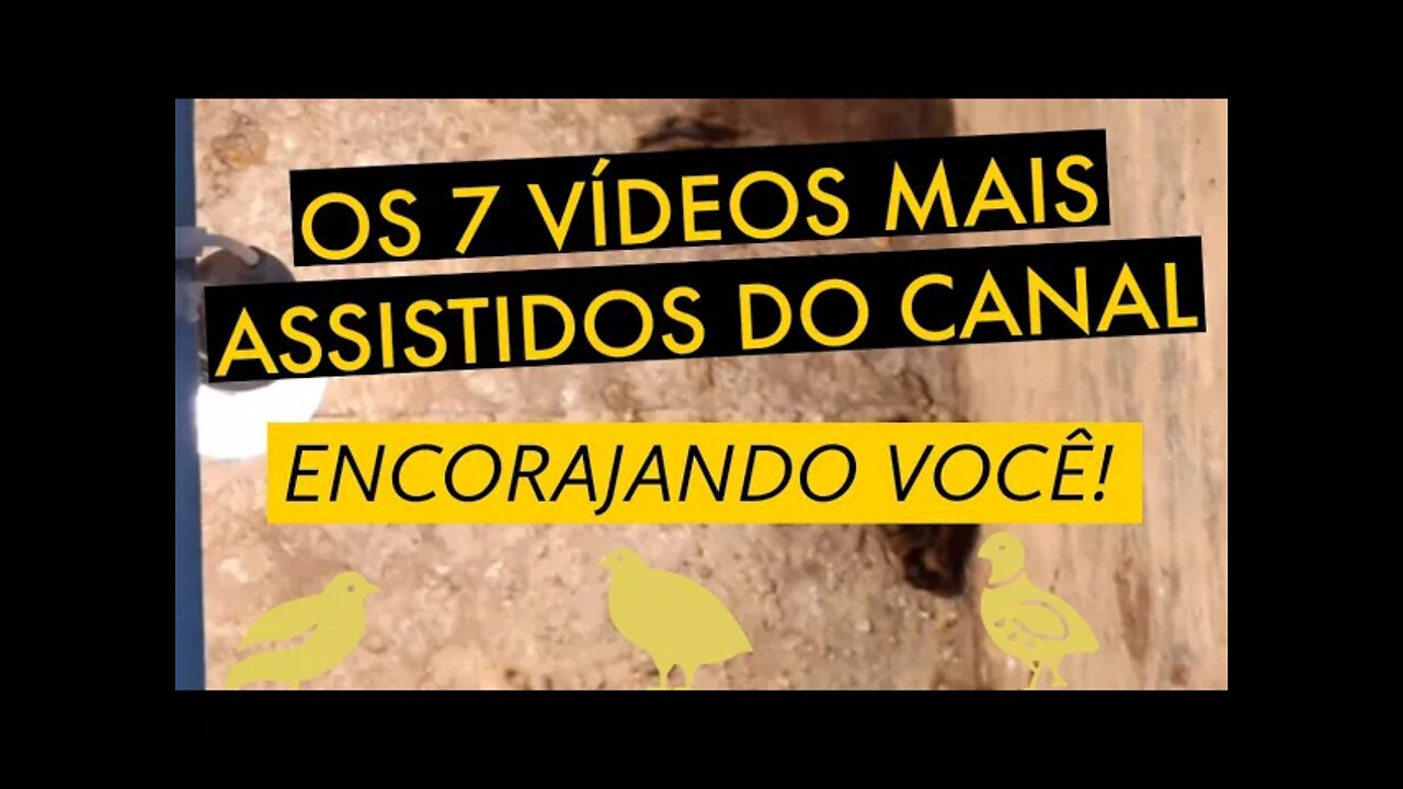 OS 7 VÍDEOS MAIS ASSISTIDOS DO CANAL / VIVER DE CODORNA
