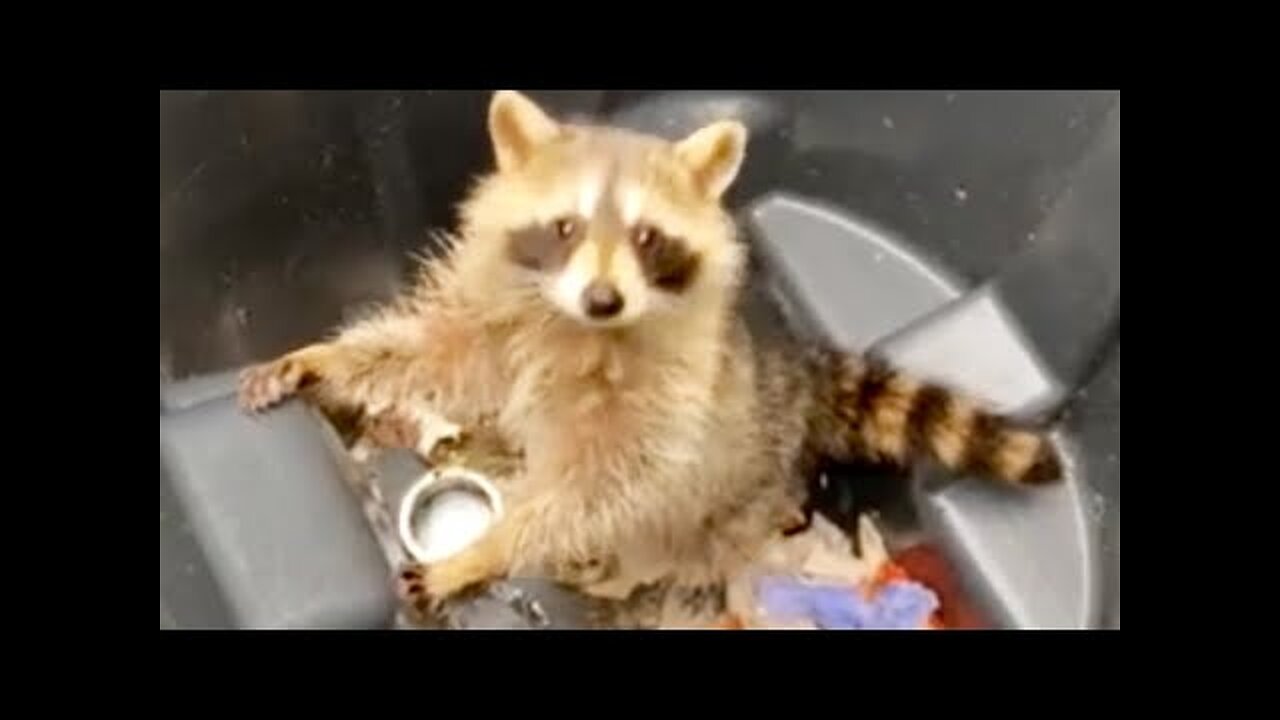 FUNNY99TEAM | RACCOON ATTACKS ME! | FUNNY ANIMALS