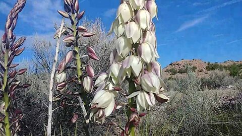 Yucca Flowers