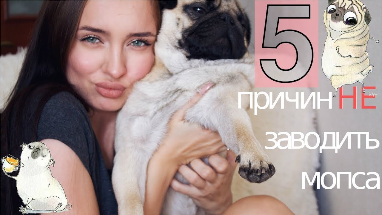 PUG IN SHOCK / FUNNIEST PUG / BEST /#pug