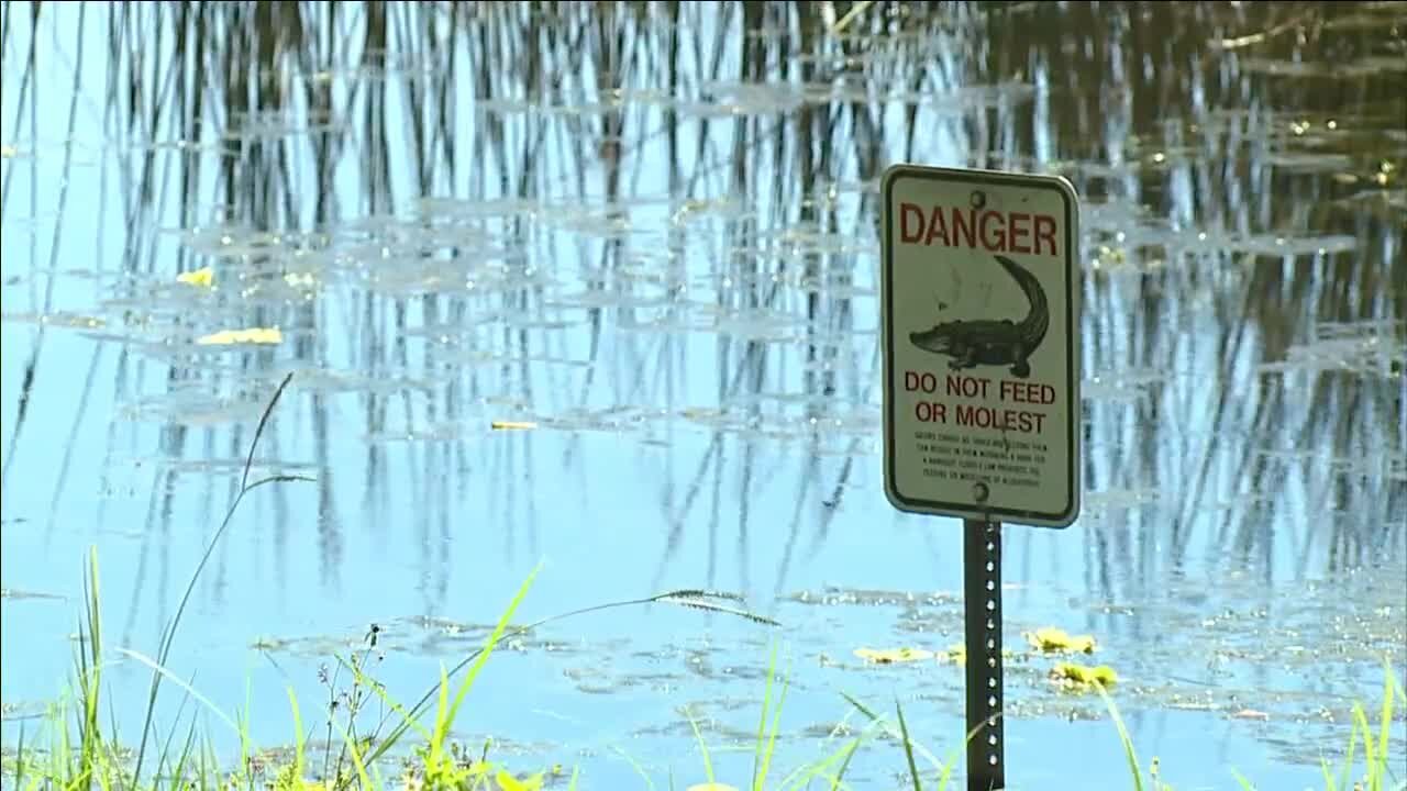 Man killed in suspected gator attack at John S. Taylor Park in Largo