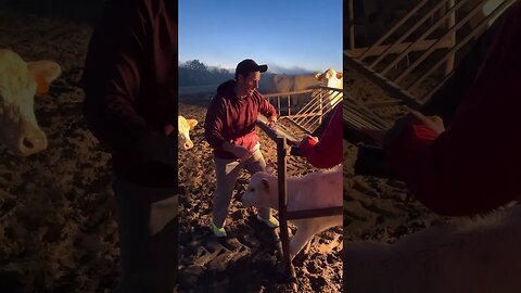 Cow Stuck in a Hay Feeder