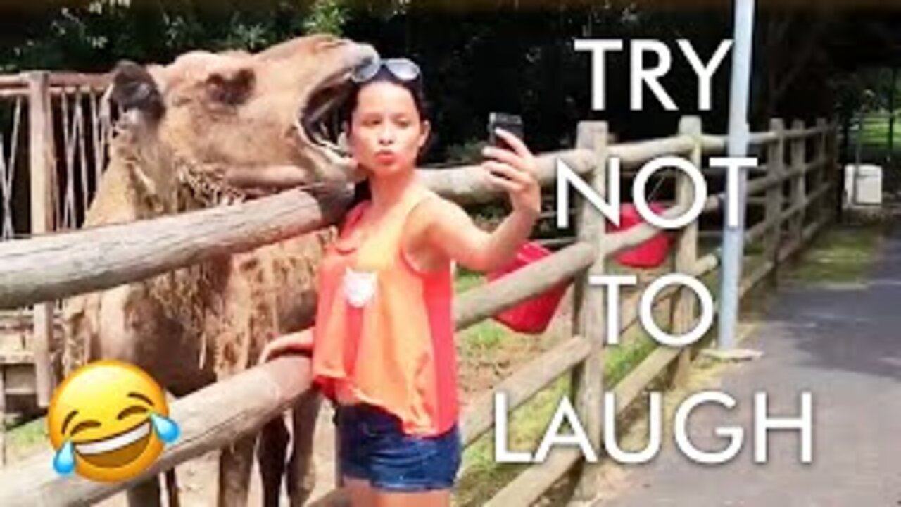 Laughing death 🤣🤣 An ugly donkey kicks its owner Funny clips Laugh to death Funny animals