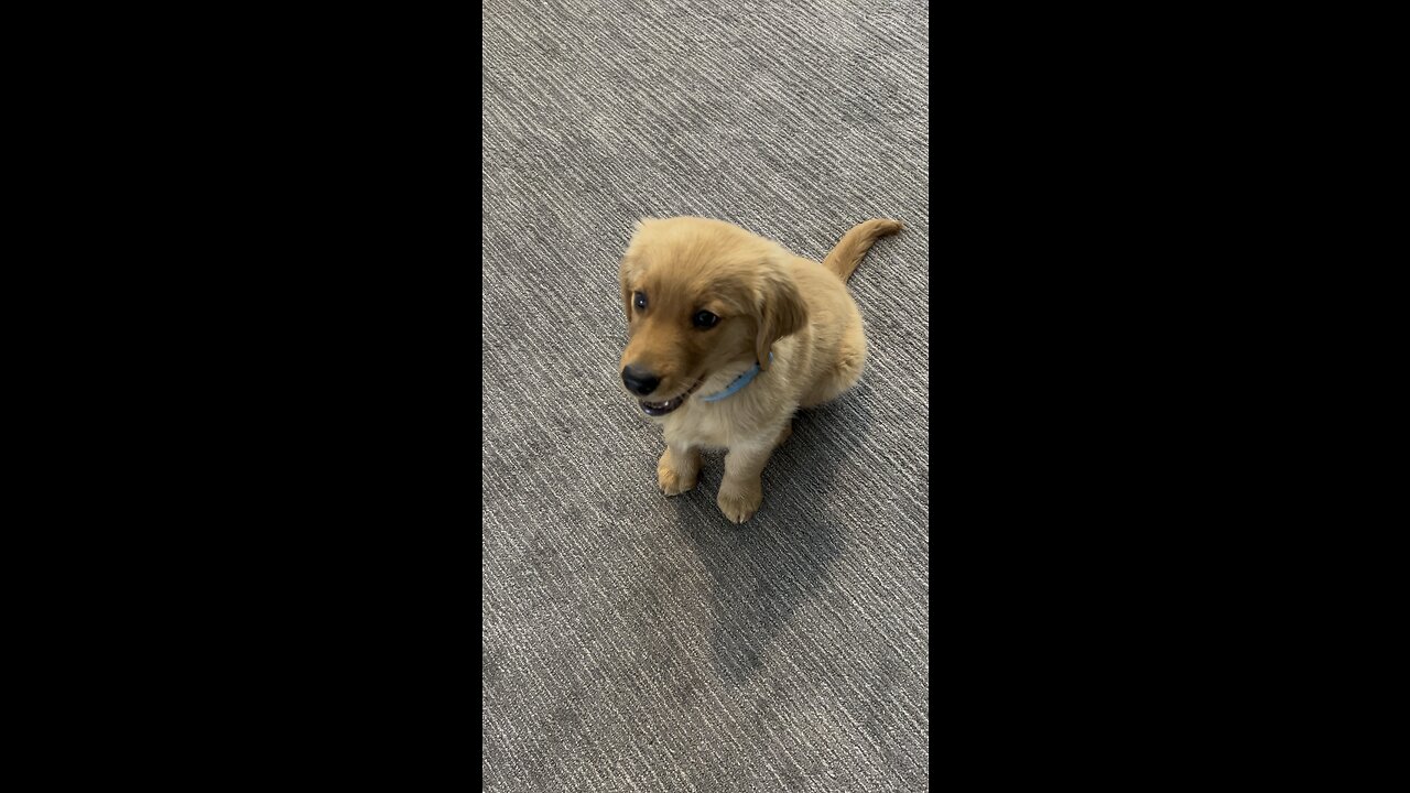 Golden retriever puppy steals the bacon.