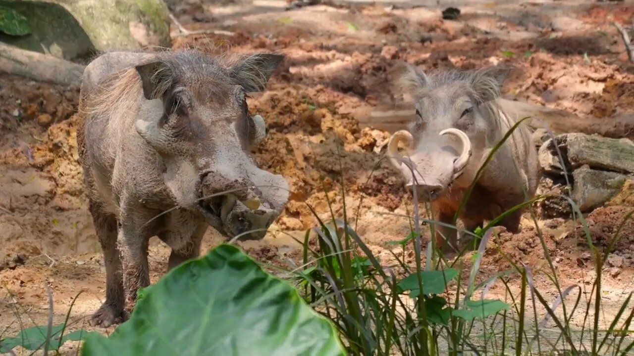 Wild Pigs or Boars with Fangs in Zoo