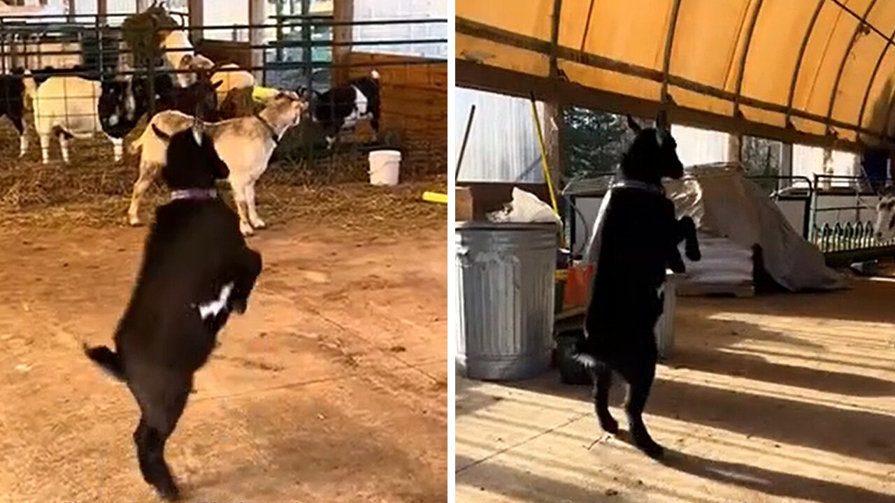 Silly goat shows off dance moves