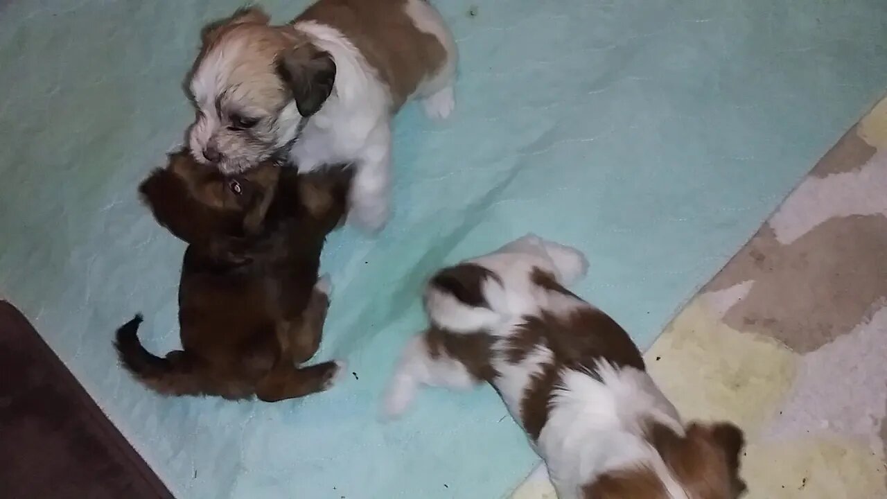 G Litter....ebbs of the day