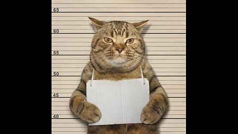 They are so cute and funny|YES ABSOLUTELY|2024|animals funny videos|Episode 03|#cute #cats