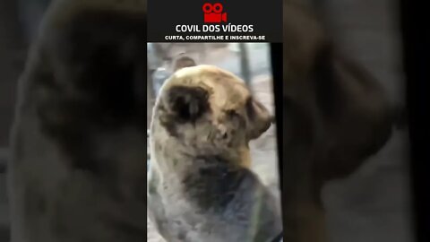 urso passa do lado de um ônibus cheio de crianças 😮😮