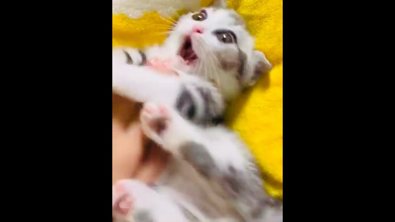 Hilarious Cats that will Make You ROFL! 😹😂