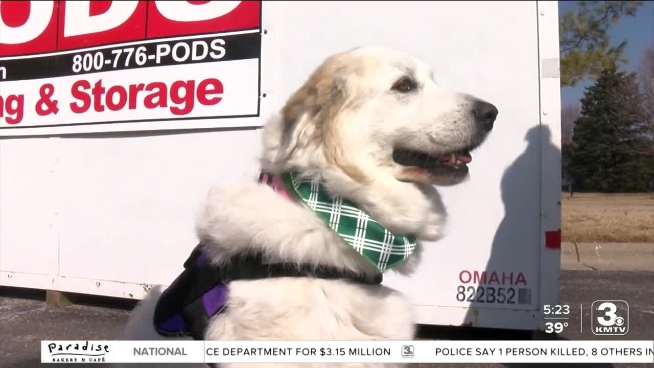 Shelter Girl Scout troop donates cookie sales dog rescue