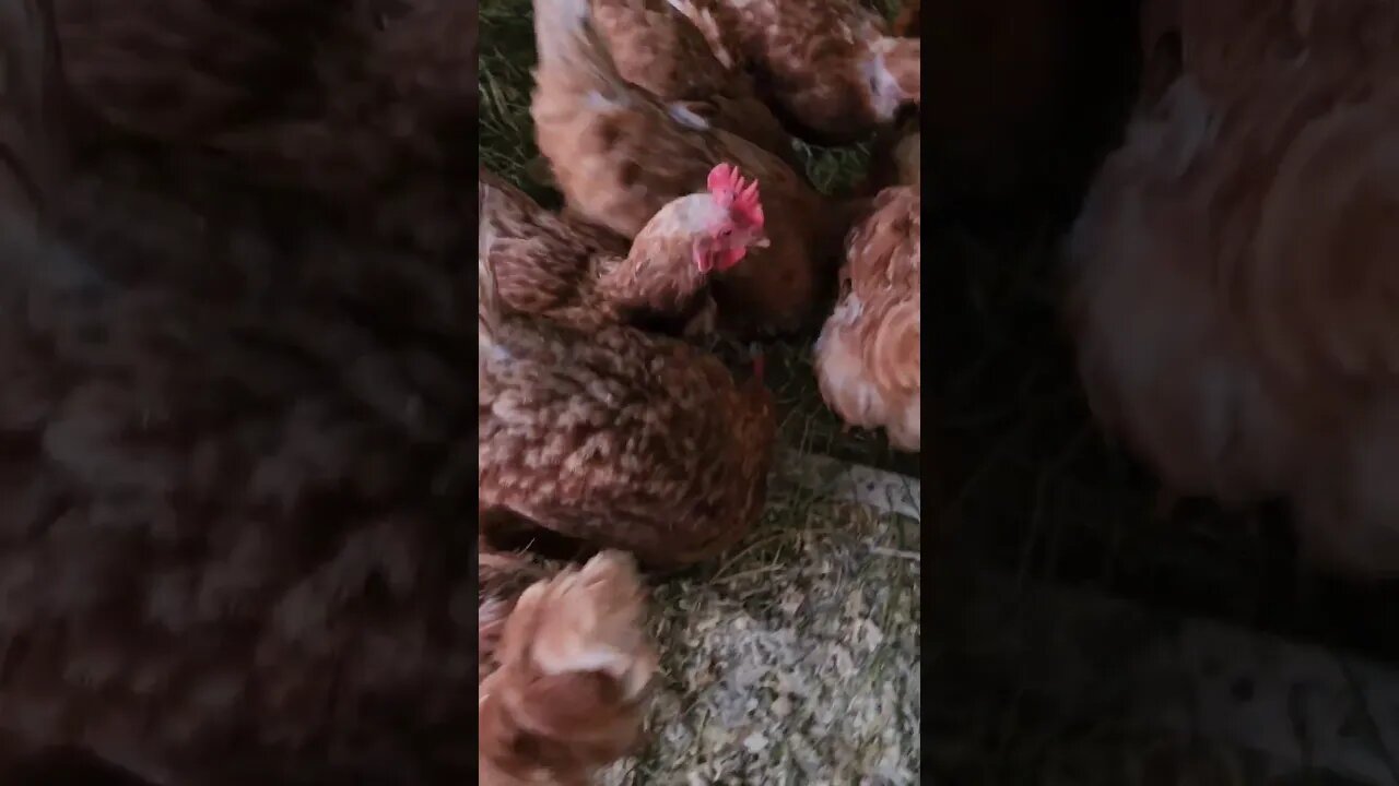 Leftovers for the Chickens!#omnivores #chickens #leftovers #homestead #homesteading #homesteadlife