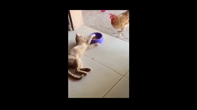 funny animal video 2022