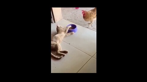 funny animal video 2022