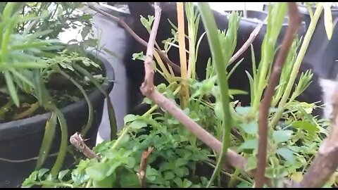 Comedor de planta @Família Flima #shot