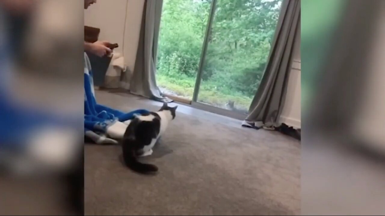 Cat Finds Another Cat Outside Hits Mirror