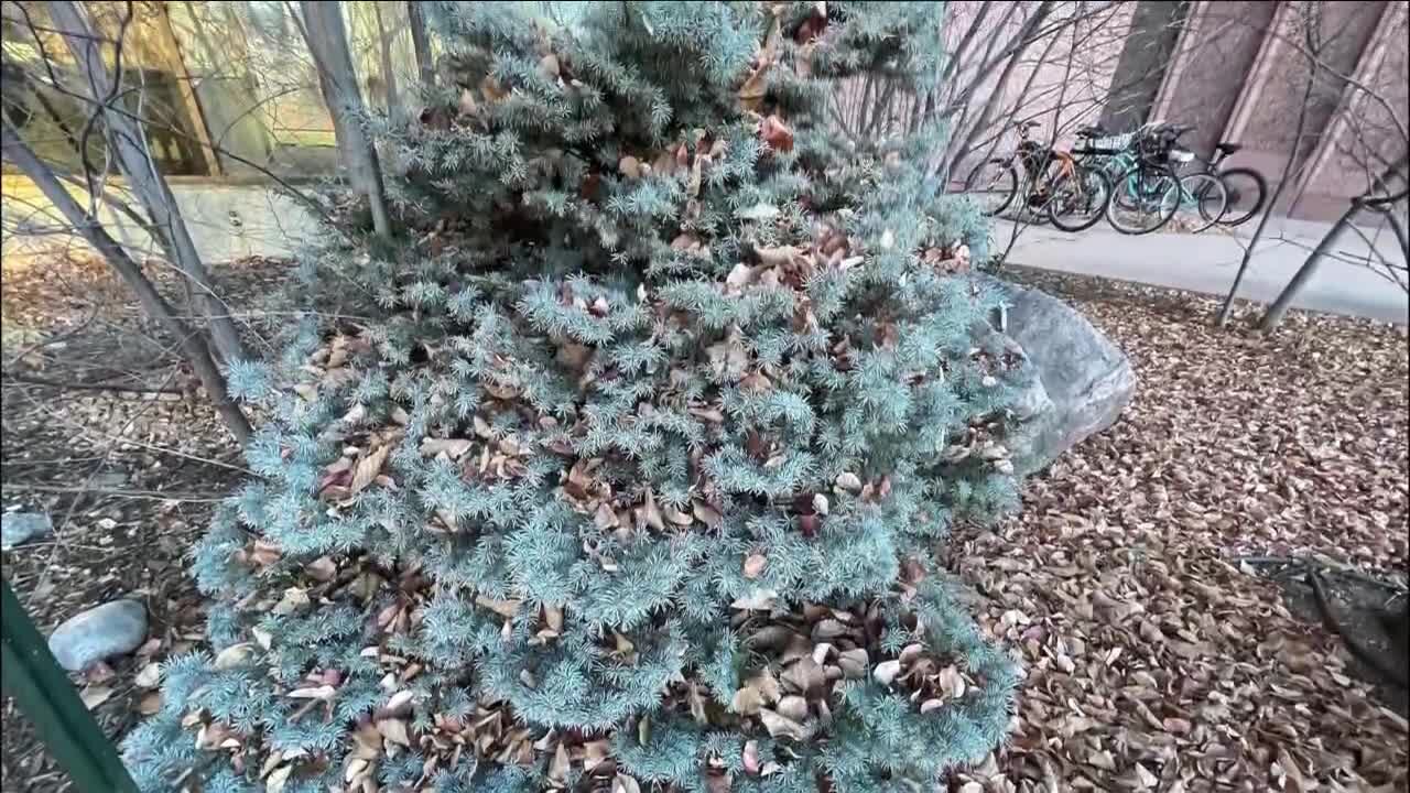 December heat: Water your plants & trees