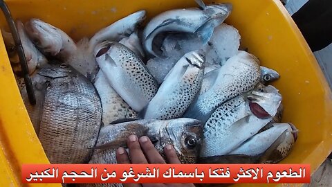 على المباشر : صيد اسماك الشرغو من الحجم الكبير بطعم افزضاض مع طريقة التطعيم بالعكريش و الكوطو شقفة