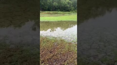 Wet Soggy Bone Dry Soil?? Weird Phenomenon.