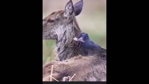 Birds collecting excess fur from a Deer to build a nest